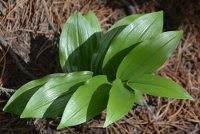 this one reminds of Solomon's seal...