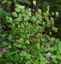 possibly a meadow-rue