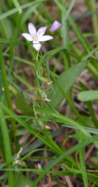 a pink star