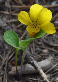 a beautiful small yellow violet-like gem