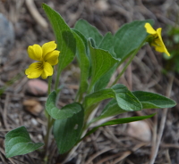 a beautiful small yellow violet-like gem