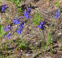 larkspur