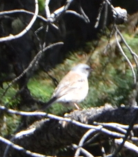 songbird in Laurance Rockefeller Preserve