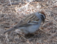 sparrow-like bird in Laurance Rockefeller Preserve (same as the first photo)