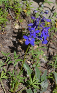 larkspur