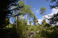 aspen - white, green and blue