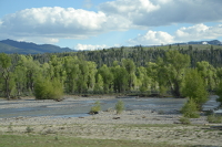 light green trees along a lazy creek