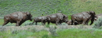 bronze buffalo