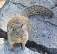 Fatty the ground squirrel...