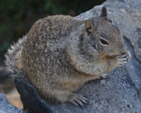 ...stuffed by charmed but unthinking tourists in Yosemite